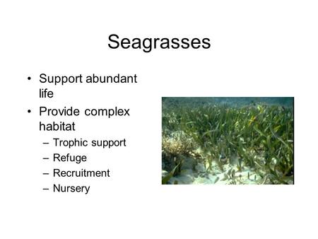 Seagrasses Support abundant life Provide complex habitat –Trophic support –Refuge –Recruitment –Nursery.