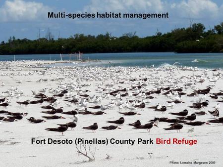 Photo: Lorraine Margeson 2009 Fort Desoto (Pinellas) County Park Bird Refuge Multi-species habitat management.