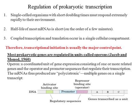 Regulation of prokaryotic transcription 1.Single-celled organisms with short doubling times must respond extremely rapidly to their environment. 2.Half-life.