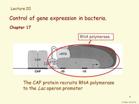 1 Control of gene expression in bacteria. J G Burr, 10/27/13 The CAP protein recruits RNA polymerase to the Lac operon promoter Chapter 17 RNA polymerase.