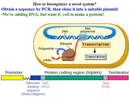 How to bioengineer a novel system? Obtain a sequence by PCR, then clone it into a suitable plasmid We’re adding DNA, but want E. coli to make a protein!