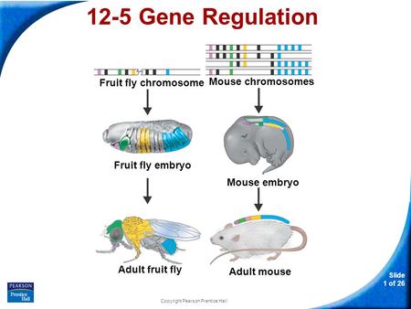Slide 1 of 26 Copyright Pearson Prentice Hall 12-5 Gene Regulation Fruit fly chromosome Fruit fly embryo Adult fruit fly Mouse chromosomes Mouse embryo.