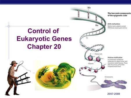 AP Biology 2007-2008 Control of Eukaryotic Genes Chapter 20.