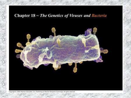 Figure 18-01 Chapter 18 ~ The Genetics of Viruses and Bacteria.
