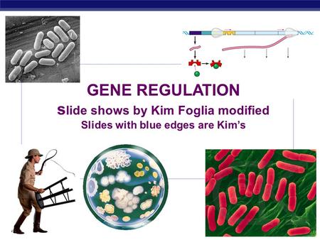 AP Biology 2007-2008 GENE REGULATION s lide shows by Kim Foglia modified Slides with blue edges are Kim’s.