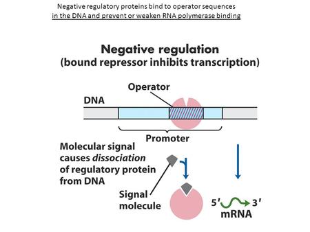 Negative regulatory proteins bind to operator sequences in the DNA and prevent or weaken RNA polymerase binding.