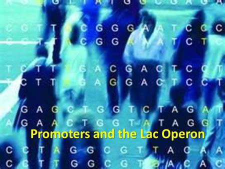 Promoters and the Lac Operon. Regulation in Prokaryotes Adjust biochemistry quickly as environment changes Jacob and Monod  extensive studies into the.