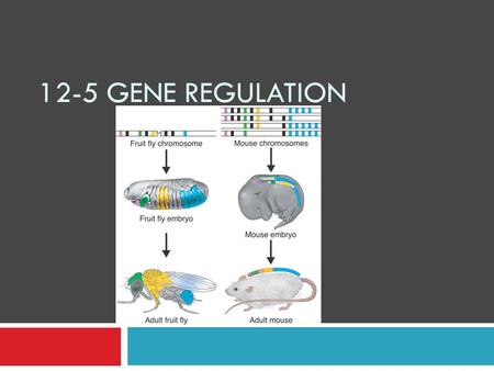 12-5 Gene Regulation.