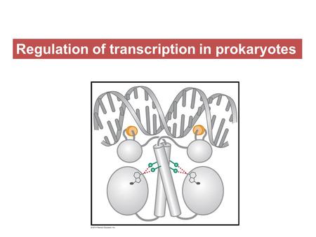 Regulation of transcription in prokaryotes