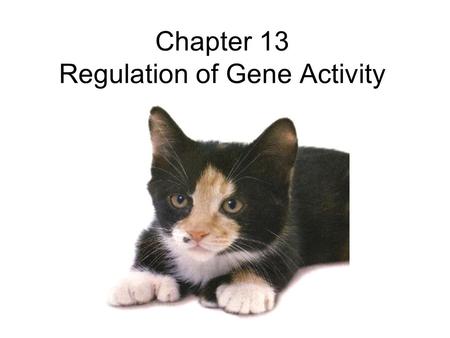 Chapter 13 Regulation of Gene Activity. 1. “Junk DNA” answer questions in your QOD notebook.