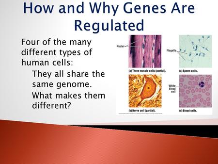 Four of the many different types of human cells: They all share the same genome. What makes them different?