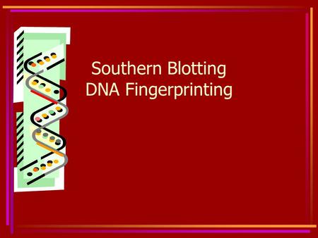 Southern Blotting DNA Fingerprinting. Southern Blot A Southern Blot identifies specific sequences of DNA A Southern Blot may be used to determine a DNA.