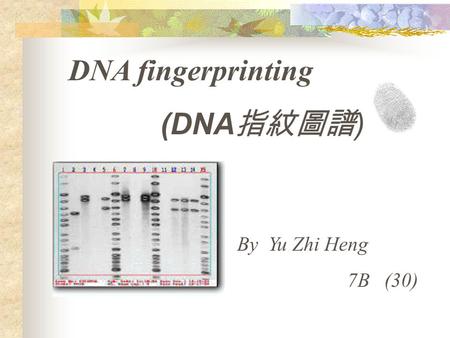 DNA fingerprinting (DNA指紋圖譜) By Yu Zhi Heng 7B (30)