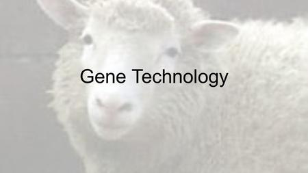 Gene Technology. Vocabulary—Yay! 1.Polymerase chain reaction 2.Primer 3.Restriction enzyme 4.Gel electrophoresis 5.DNA fingerprint 6.Genetic engineering.