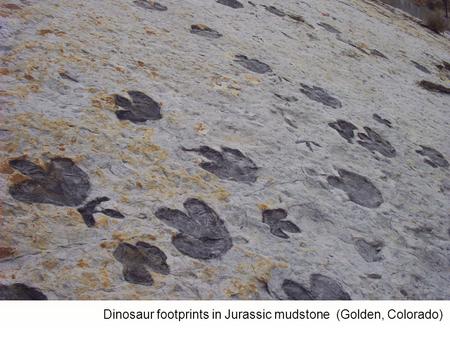 Dinosaur footprints in Jurassic mudstone (Golden, Colorado)