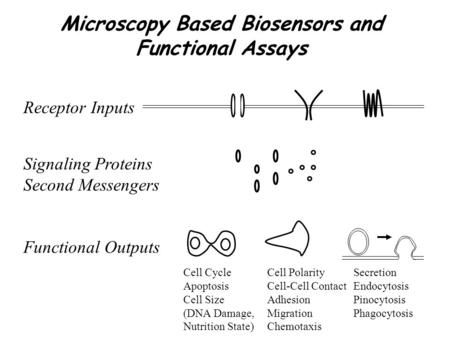 Microscopy Based Biosensors and Functional Assays Receptor Inputs Signaling Proteins Second Messengers Secretion Endocytosis Pinocytosis Phagocytosis Cell.