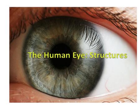 The Human Eye: Structures. We will look at the following parts: