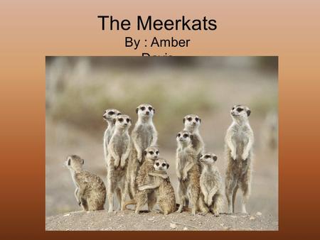 The Meerkats By : Amber Davis. General Information Meerkats fit into the vertebrate group of mammals. The meerkat’s scientific name is Suricata suricatta.