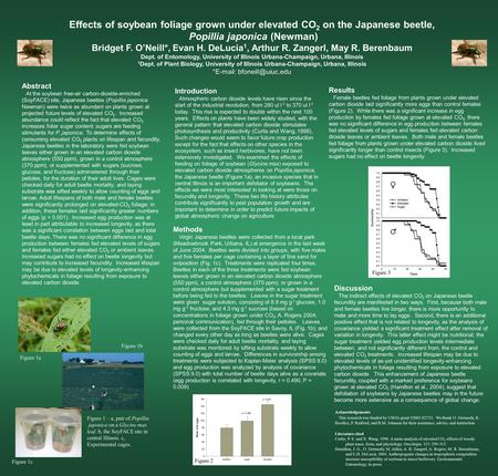 Effects of soybean foliage grown under elevated CO 2 on the Japanese beetle, Popillia japonica (Newman) Bridget F. O’Neill*, Evan H. DeLucia 1, Arthur.