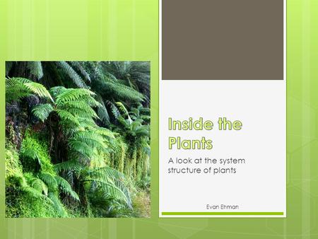 A look at the system structure of plants Evan Ehman.