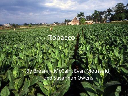 Tobacco By Breanna McCain, Evan Moussaid, and Savannah Owens.