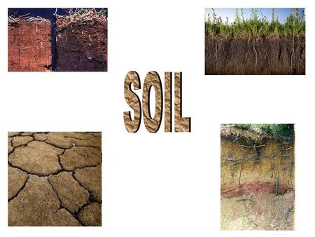 Soil provides… nutrients for plant growth. Soil comes from: Rocks Minerals Decaying Organic Matter.