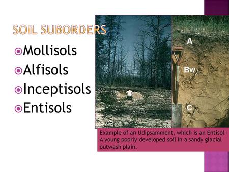  Mollisols  Alfisols  Inceptisols  Entisols Example of an Udipsamment, which is an Entisol – A young poorly developed soil in a sandy glacial outwash.