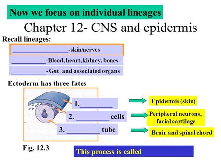 Chapter 12- CNS and epidermis