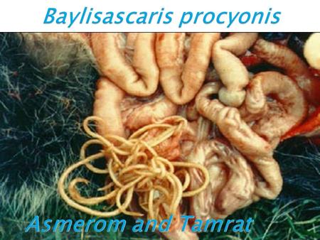 Presented by: Asmerom Lebasi & Tamrat Oda.  B. procyonis is a large roundworm infection that lives in the intestines of raccoons.  Up to 82% of adult.