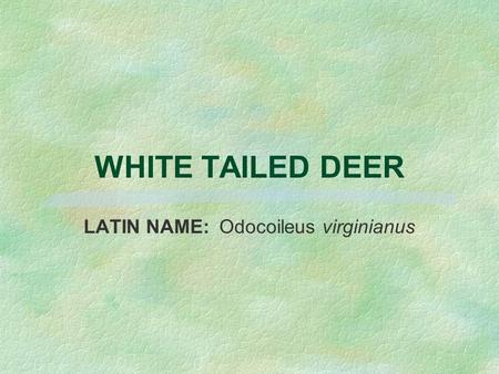 LATIN NAME: Odocoileus virginianus