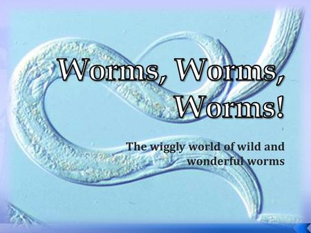 The wiggly world of wild and wonderful worms.  Kingdom: Animalia  Phylum : Platyhelminthes (Flatworms)  Class: Turbellaria (Turbellarians)  Class: