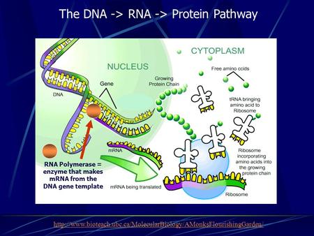 RNA Polymerase = enzyme that makes mRNA from the DNA gene template