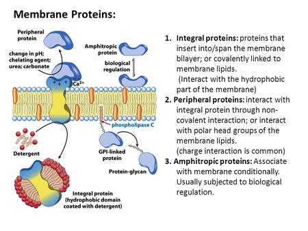 Membrane Proteins: 1.Integral proteins: proteins that insert into/span the membrane bilayer; or covalently linked to membrane lipids. (Interact with the.