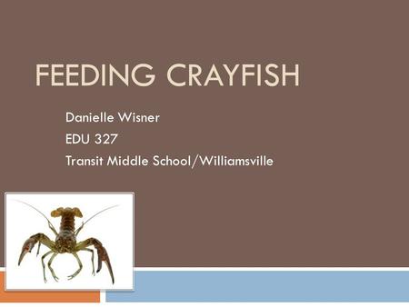 FEEDING CRAYFISH Danielle Wisner EDU 327 Transit Middle School/Williamsville.