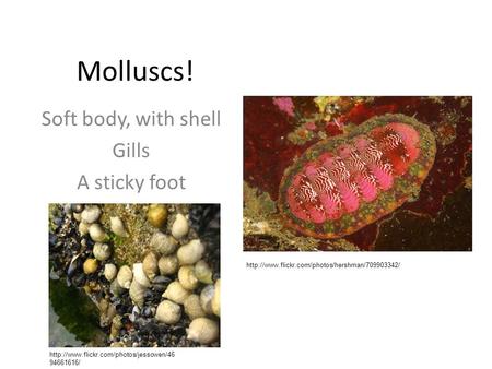 Molluscs! Soft body, with shell Gills A sticky foot   94661616/