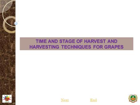 TIME AND STAGE OF HARVEST AND HARVESTING TECHNIQUES FOR GRAPES NextEnd.