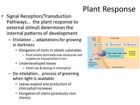 Plant Response Signal Reception/Transduction Pathways… the plant response to external stimuli determines the internal patterns of development – Etiolation.