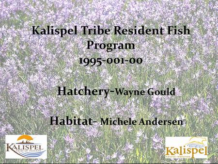 Kalispel Tribe Resident Fish Program 1995-001-00 Hatchery - Wayne Gould Habitat- Michele Andersen.