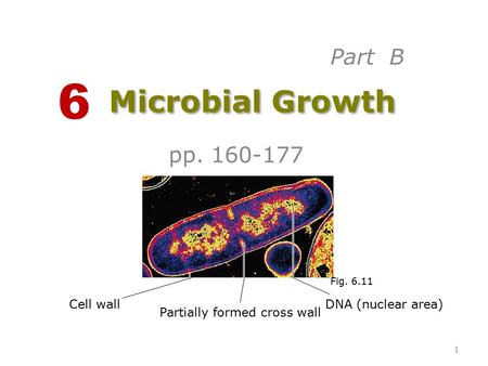 Microbial Growth pp. 160-177 6 Cell wall Partially formed cross wall DNA (nuclear area) Fig. 6.11 Part B 1.