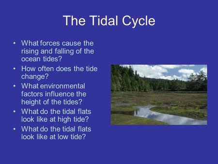 The Tidal Cycle What forces cause the rising and falling of the ocean tides? How often does the tide change? What environmental factors influence the height.