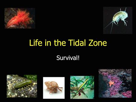 Life in the Tidal Zone Survival!. What is an Estuary? An estuary is a semi-enclosed body of water where freshwater meeting and mixes with saltwater.