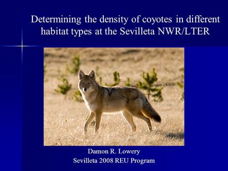 Determining the density of coyotes in different habitat types at the Sevilleta NWR/LTER Damon R. Lowery Sevilleta 2008 REU Program.
