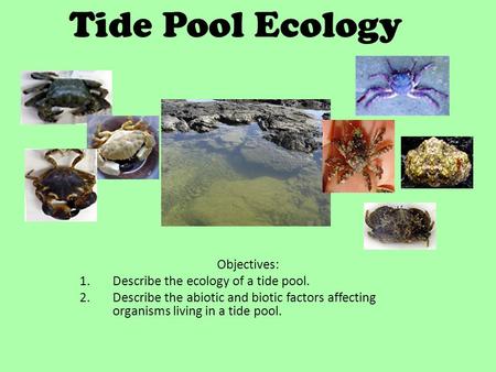 Tide Pool Ecology Objectives: Describe the ecology of a tide pool.