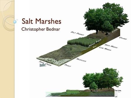 Salt Marshes Christopher Bednar. Introduction Environment in the Coastal Intertidal Zone Transitional environment between land and sea Dominated by halophytes.