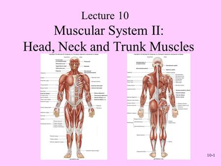 10-1 Muscular System II: Head, Neck and Trunk Muscles Lecture 10.