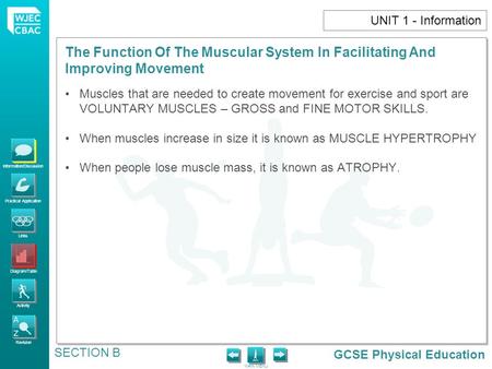 GCSE Physical Education Information/Discussion Practical Application Links Diagram/Table Activity Revision MAIN MENU The Function Of The Muscular System.