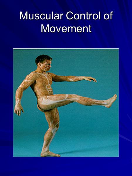 Muscular Control of Movement. Review of Anatomy Types of Muscles –Smooth: blood vessels and organs –Cardiac: heart –Skeletal: muscles for movement.