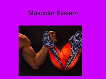 Muscular System. Vocabulary bi- two -ia condition of -lysis destruction, dissolve myo- muscle -plegia paralysis tri- three tendo- tendon para- lower half.
