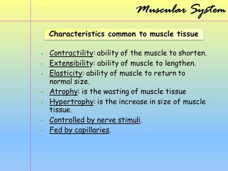 Characteristics common to muscle tissue
