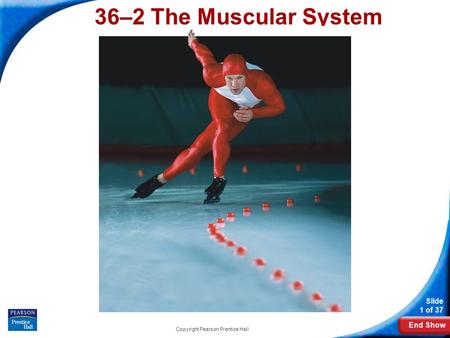 End Show Slide 1 of 37 Copyright Pearson Prentice Hall 36–2 The Muscular System.